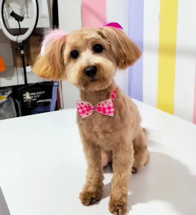 Lily Pet Kuaför işletme fotoğrafı
