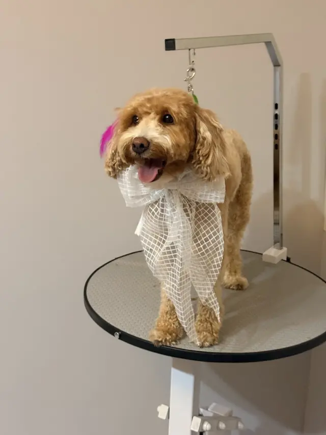 Diva Pet Kuaför işletme fotoğrafı