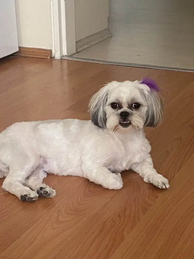 Arota Pet Kuaför işletme fotoğrafı