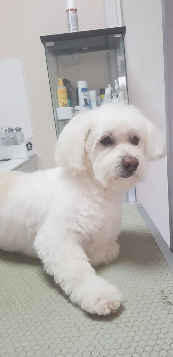 Can Pet Kuaför işletme fotoğrafı