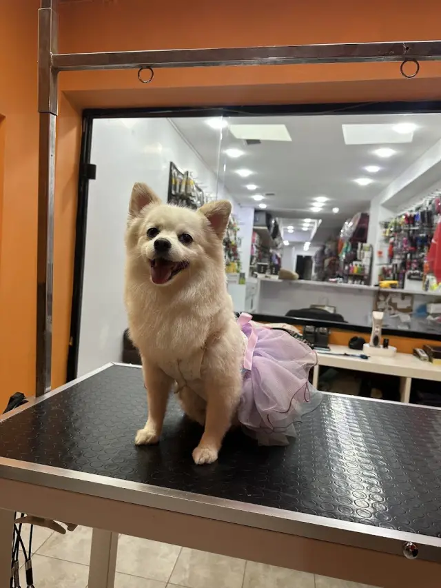Petaverse Dog Grooming & Shop ŞİŞLİ NİŞANTAŞI PET KUAFÖR işletme fotoğrafı
