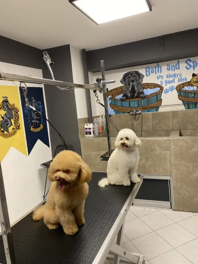 Hogwarts Pet Kuaför & Pet Shop işletme fotoğrafı