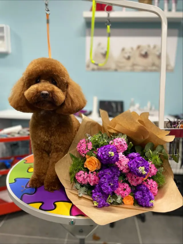 Pet Stylist Aylin Bozkurt/ÇEKMEKÖY PATİ PET KUAFÖR işletme fotoğrafı