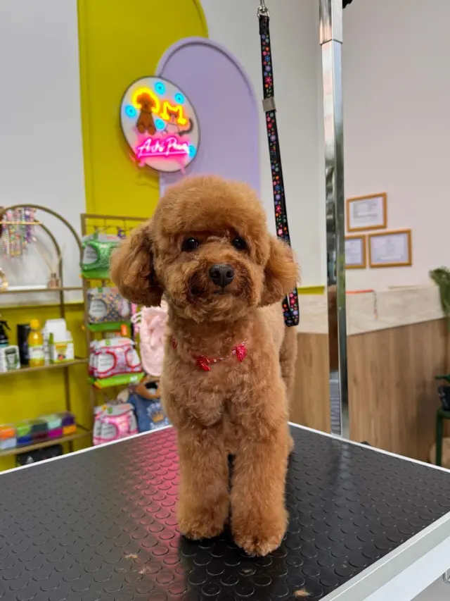 Archi Paws Pet Kuaför işletme fotoğrafı