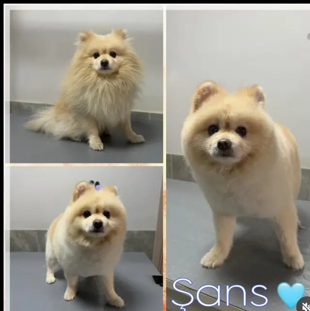 Paw Star Pet Kuaför işletme fotoğrafı
