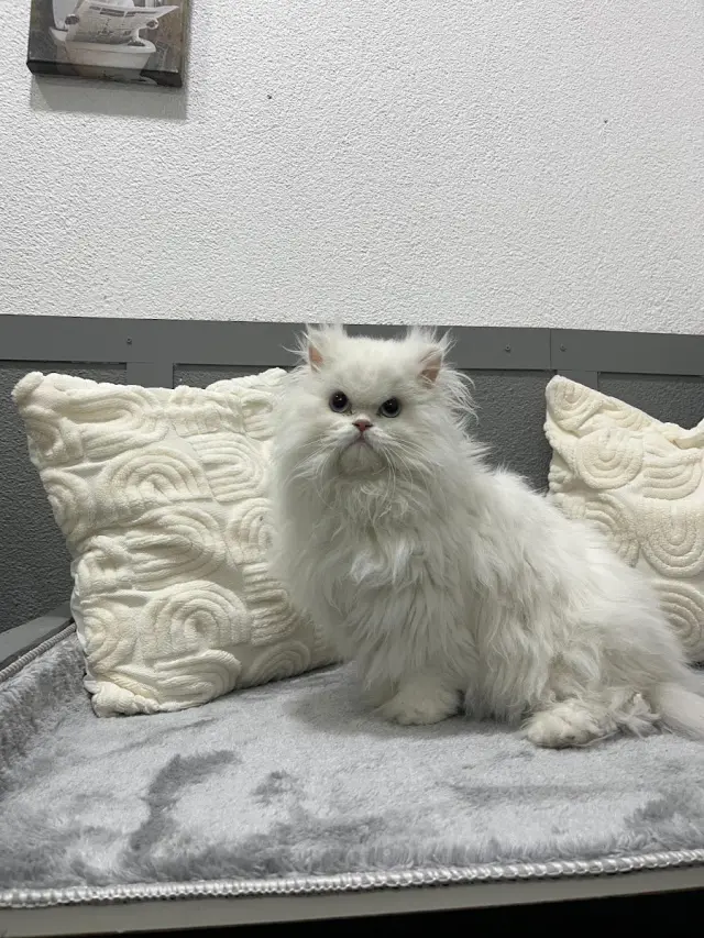 Sancaktepe pet kuaför işletme fotoğrafı