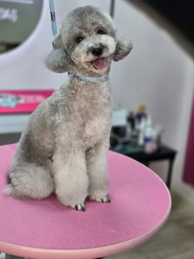 Kiki Pet Kuaför Özlem Yardaş işletme fotoğrafı