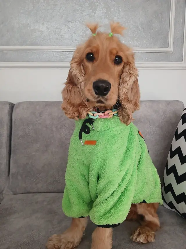 Vadi Pet Shop & Kuaför işletme fotoğrafı