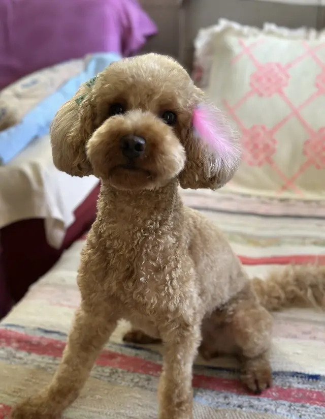 Premium Pet Grooming Salon (Premium VTM) / Evcil Hayvan Kuaförü Konyaaltı Antalya işletme fotoğrafı