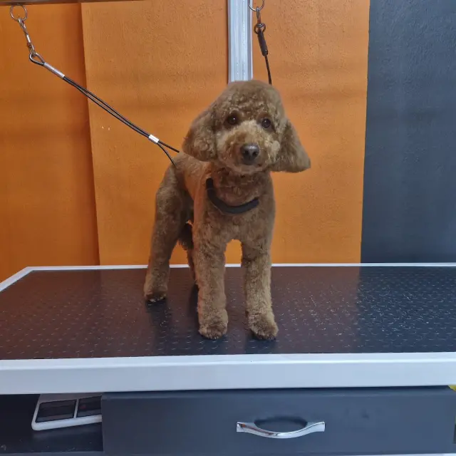 Mihav pet kuaför &petshop işletme fotoğrafı