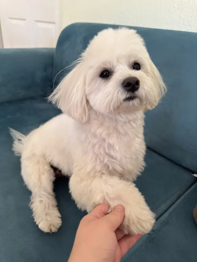 Ada Pet Kuaför işletme fotoğrafı