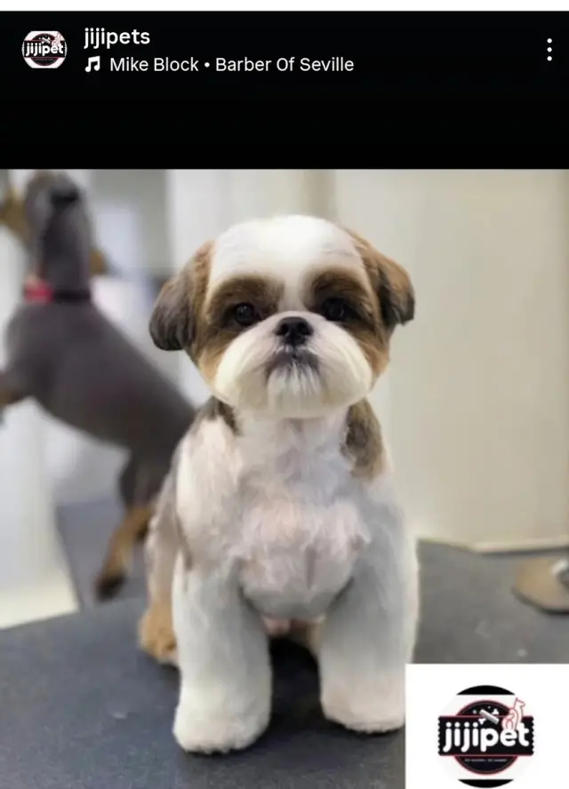 JİJİ PET KUAFÖR&SPA&STORE işletme fotoğrafı