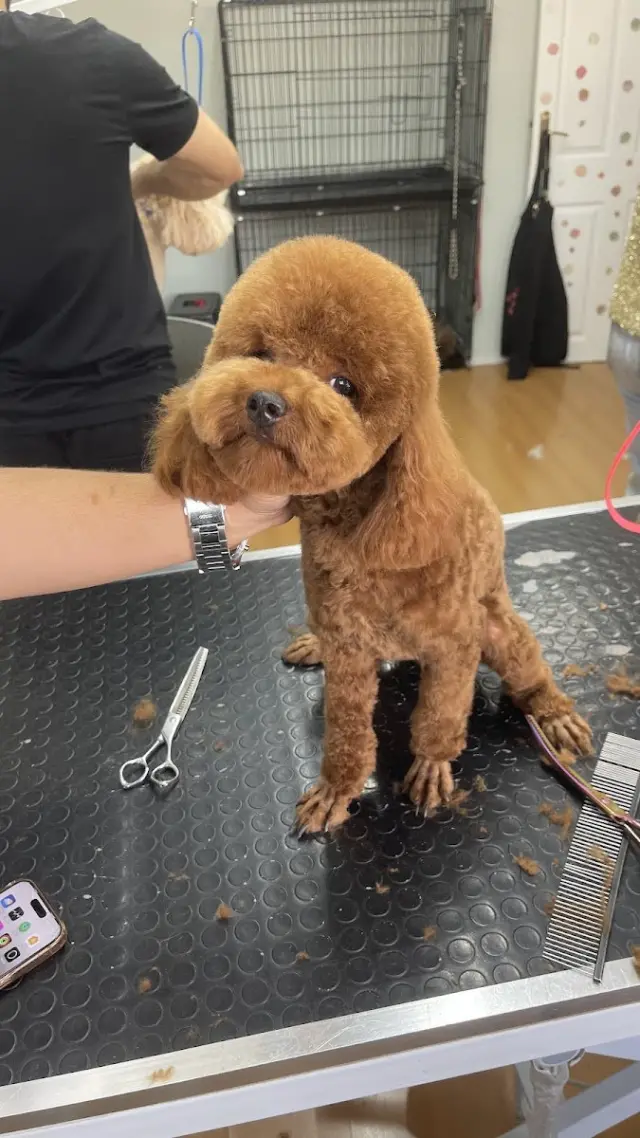 NEWPATİ PET KUAFÖR işletme fotoğrafı