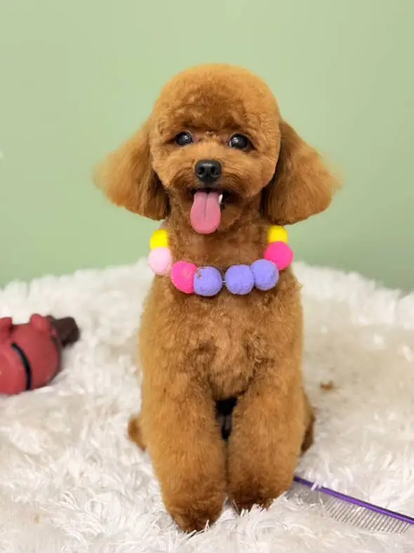 Ciciş Pet Kuaför işletme fotoğrafı