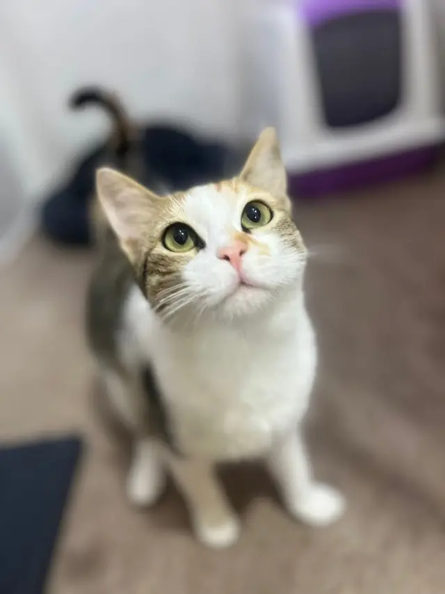 Bettmy Kedi Oteli Ve Pet Kuaför işletme fotoğrafı
