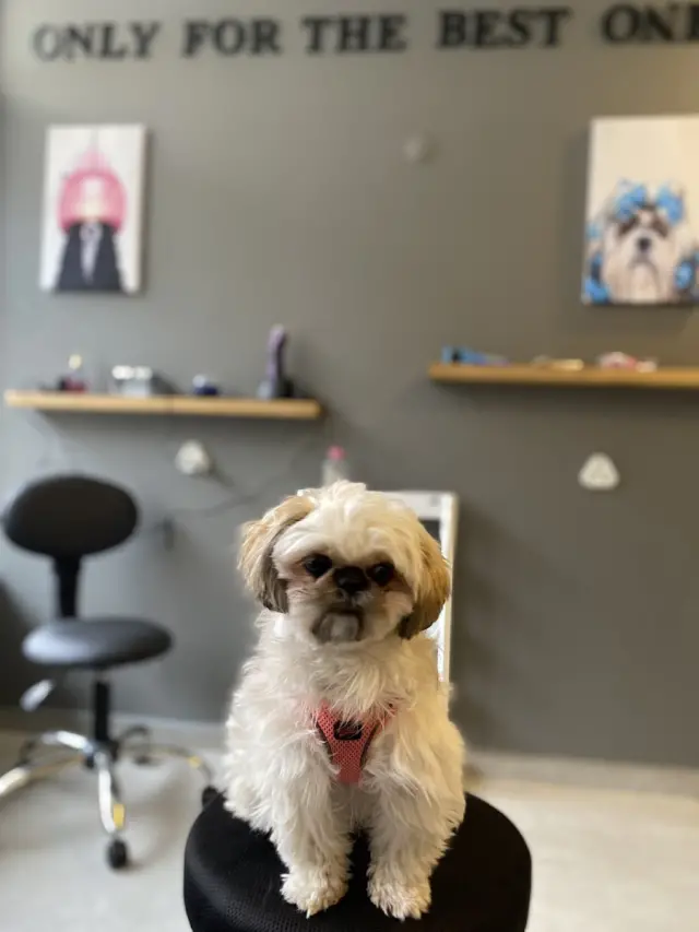 bella pet kuaför işletme fotoğrafı