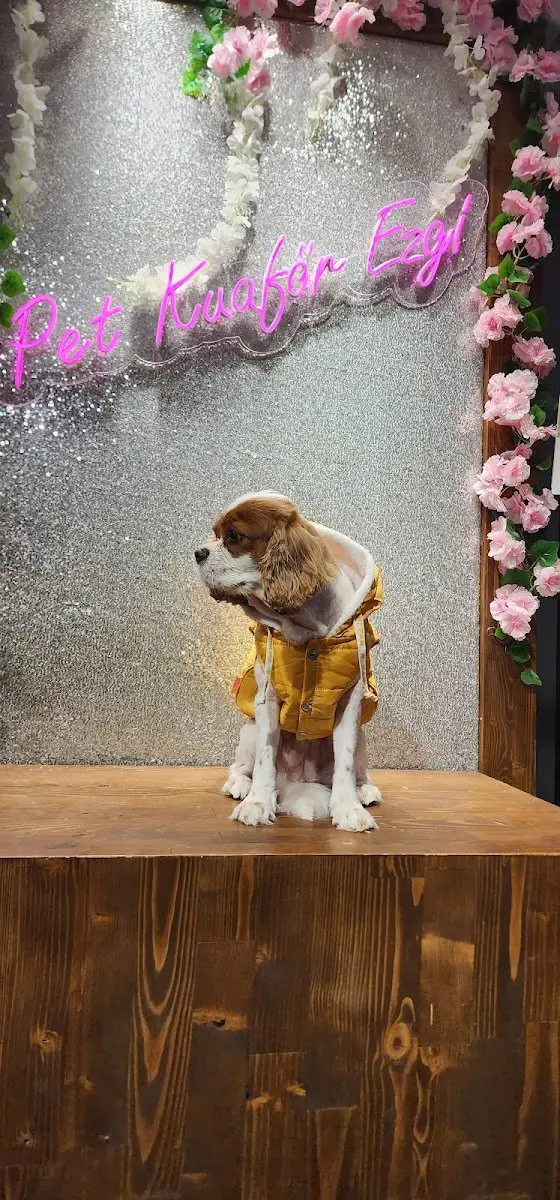 Pet Kuaför Ezgi işletme fotoğrafı