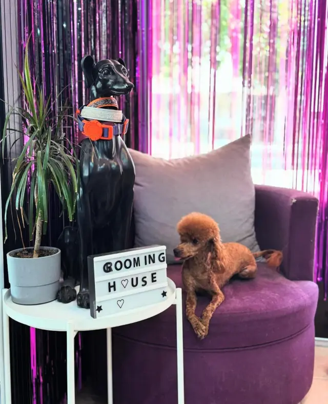 Grooming House Pet Kuaför işletme fotoğrafı