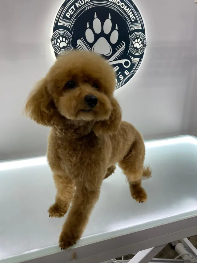 Pativerse Pet Kuaför&Grooming işletme fotoğrafı
