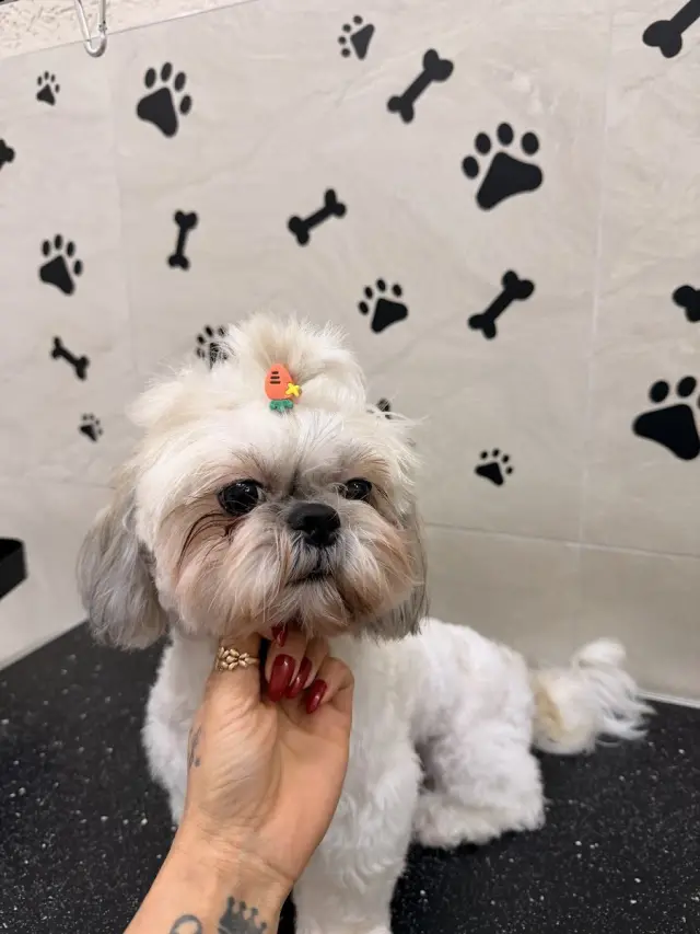 Liya Pet kuaför & Pet Butik işletme fotoğrafı