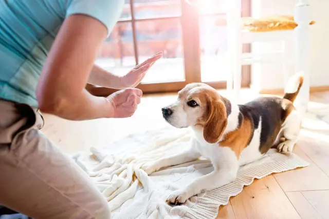 tahahan KÖPEK EĞİTİMİ evcil pet kuaförü EVCİL PET OTELİ İstanbul işletme fotoğrafı