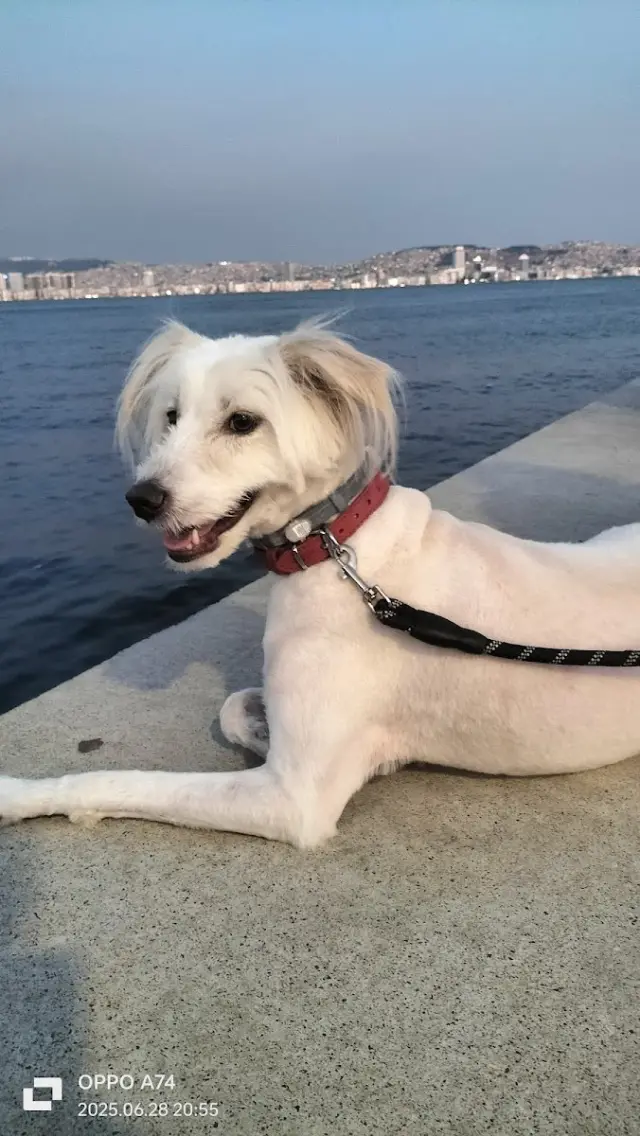 D&C Pet Kuaför & Pet Pansiyon (Karşıyaka) işletme fotoğrafı