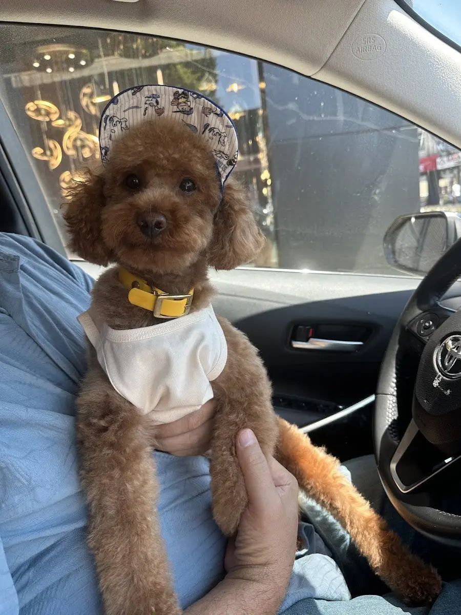 AFRO.PET.KUAFOR işletme fotoğrafı