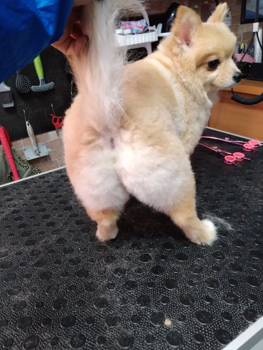 Cool Paws Pet Shop & Pet Kuaför Sevgi Ekinci Tuğrul işletme fotoğrafı