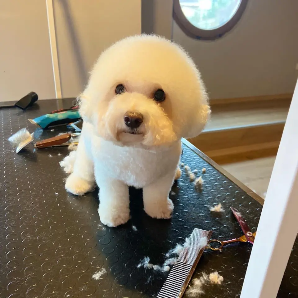 Ankara Pet Kuaför işletme fotoğrafı