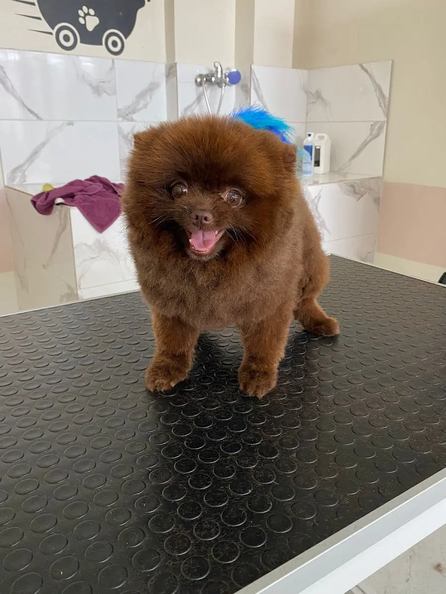 ŞIK PATİ KUAFÖRÜ VE PETSHOP işletme fotoğrafı