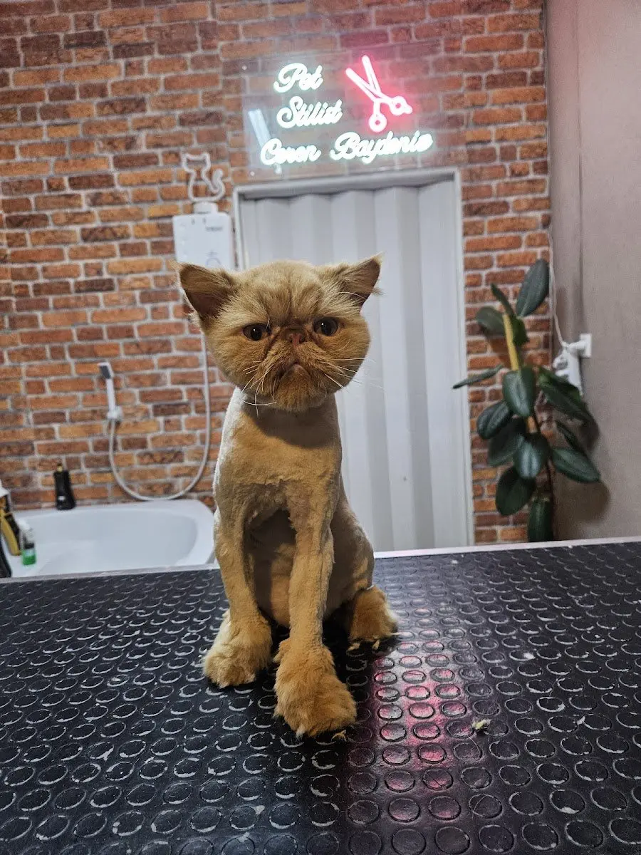 Özel Pendik pet kuaför işletme fotoğrafı