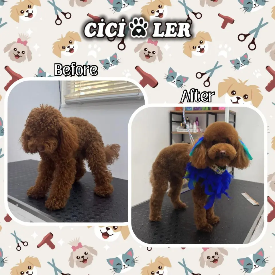 Cici Patiler Edirne Petshop & Pet Kuaför işletme fotoğrafı