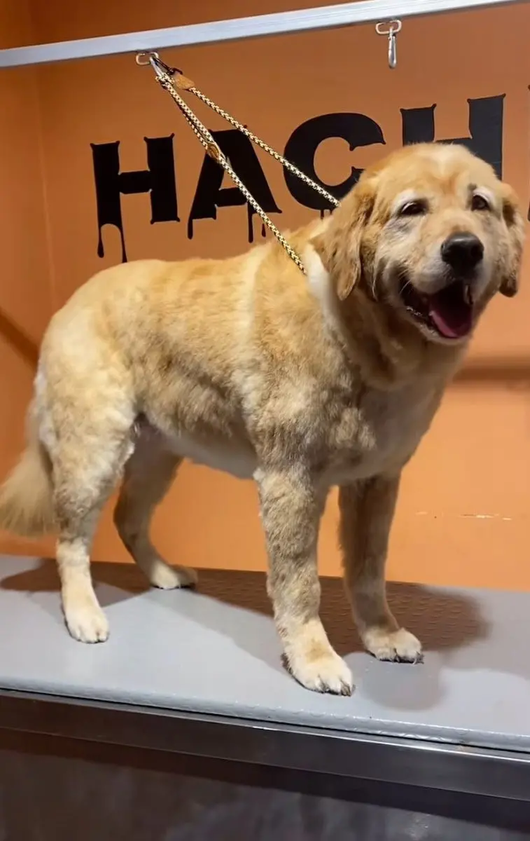 Hachiko Petshop&Kuaför işletme fotoğrafı