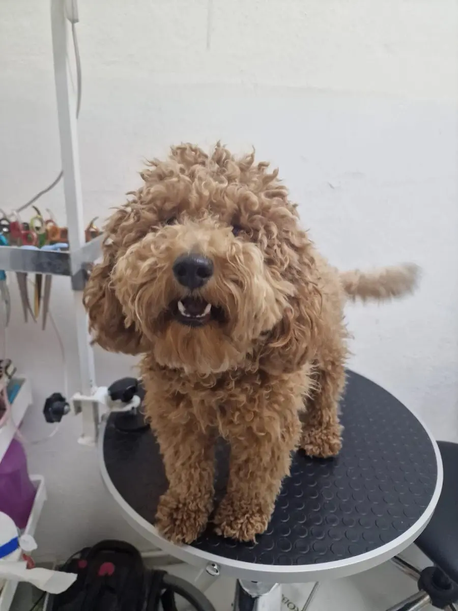 Petida Grooming Pet Kuaför işletme fotoğrafı