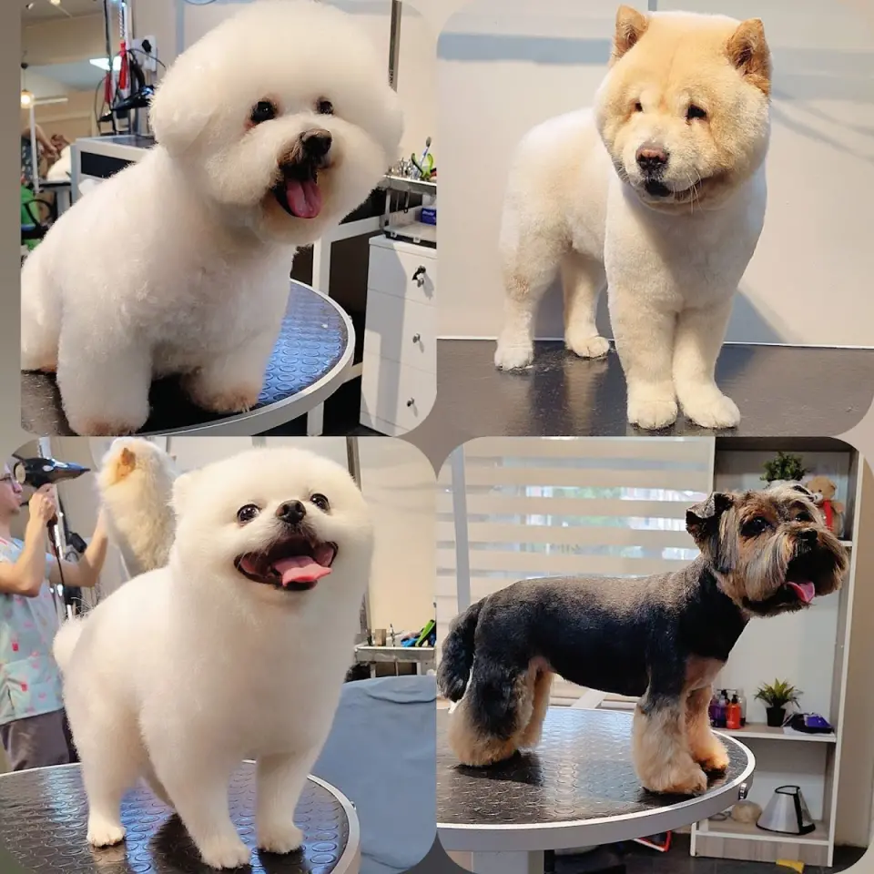 Az Pets Kuaför işletme fotoğrafı
