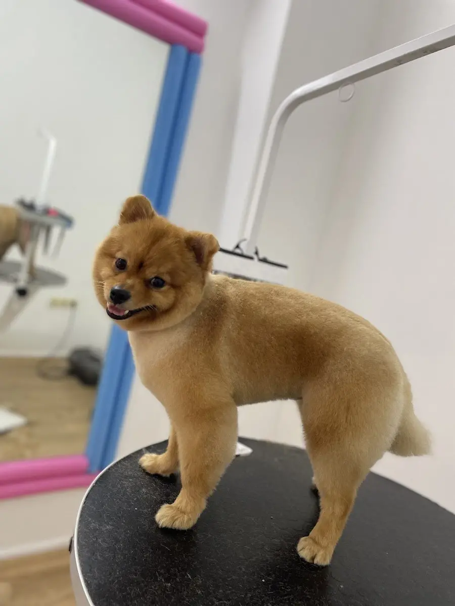 Dogsclub pet kuaför işletme fotoğrafı