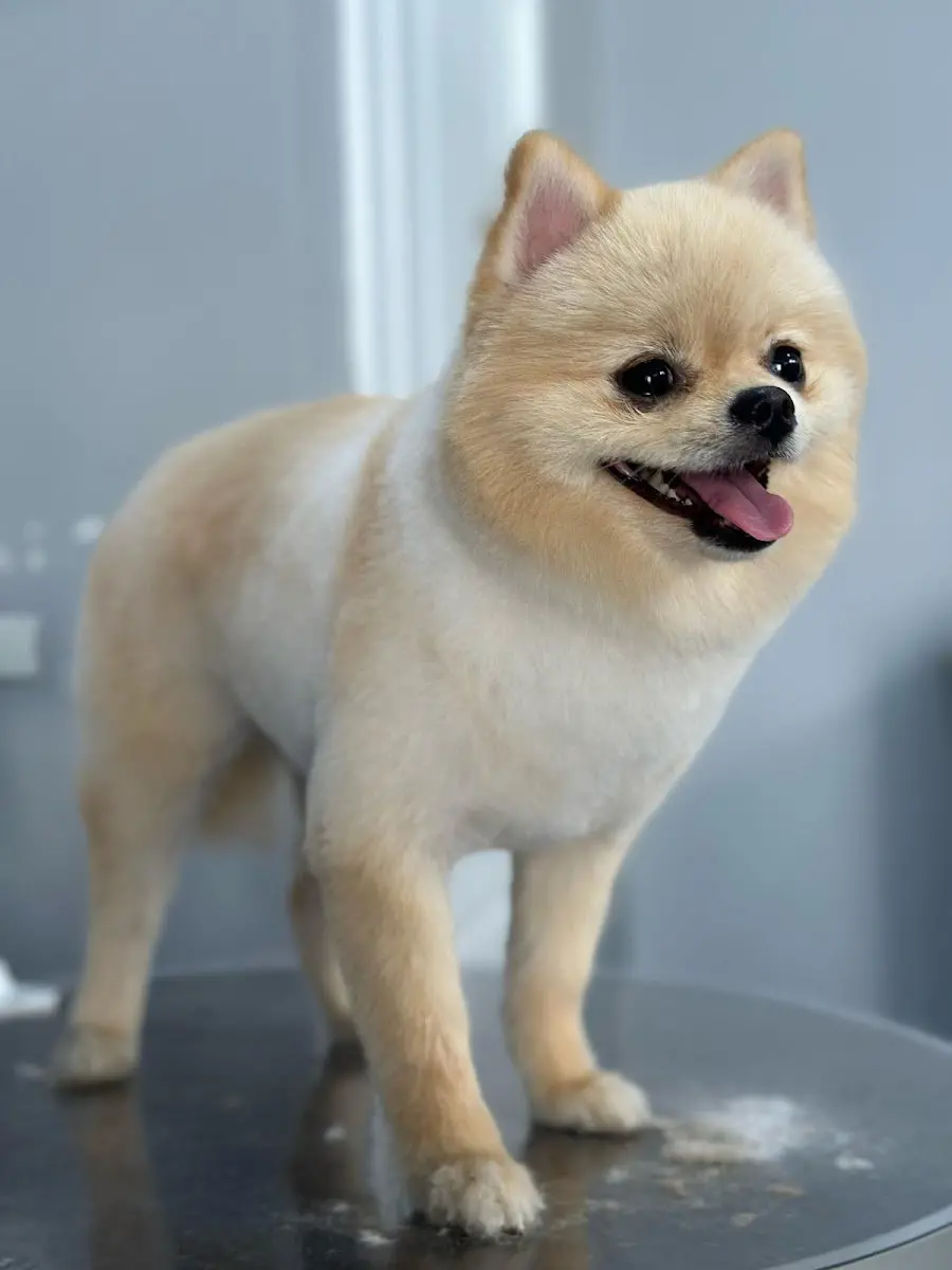 Pet Style Kuaför işletme fotoğrafı