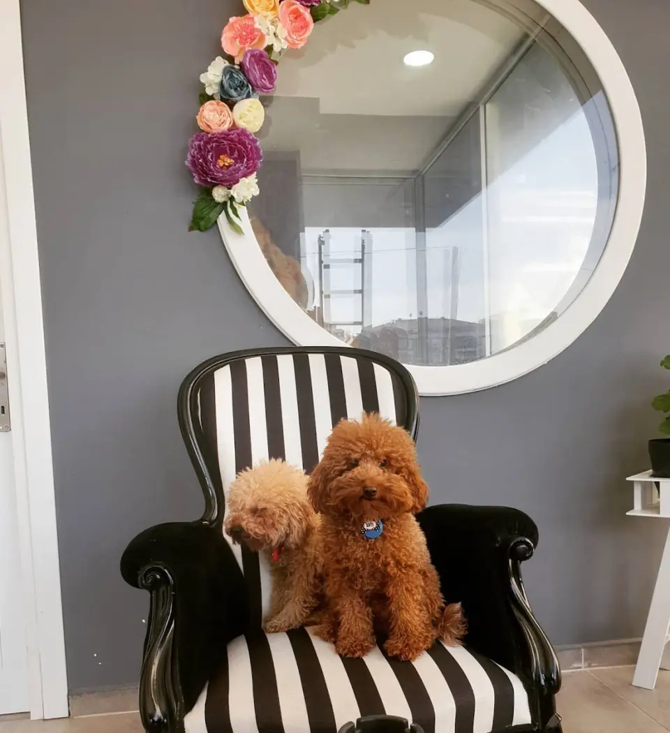 Venüs Pet Kuaför işletme fotoğrafı