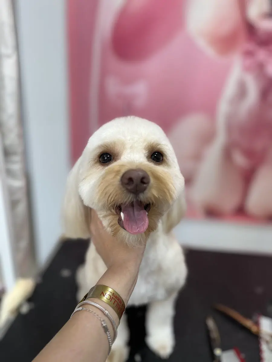 Bağlıca Pet Kuaför&Nil Pati Petshop işletme fotoğrafı