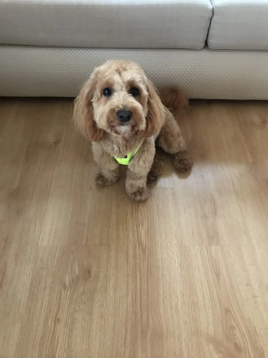 Havalı Pet Kuaför & Shop işletme fotoğrafı