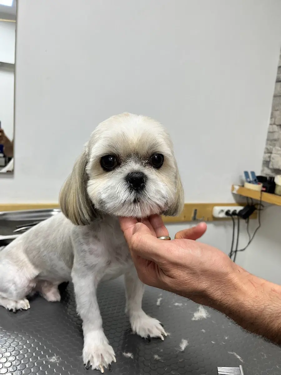 TATİ PET KUAFÖR işletme fotoğrafı