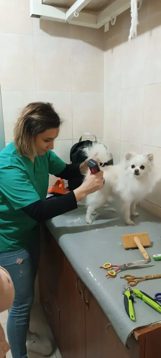 pax pati pet kuaför işletme fotoğrafı