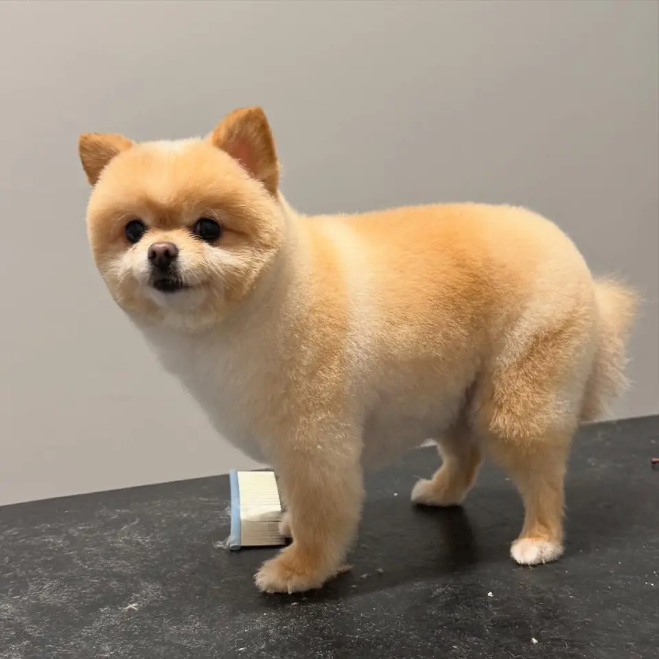 Pet Kuaför Nazlı | Çankaya Pet Kuaför & Pet Kuaför Akademi işletme fotoğrafı