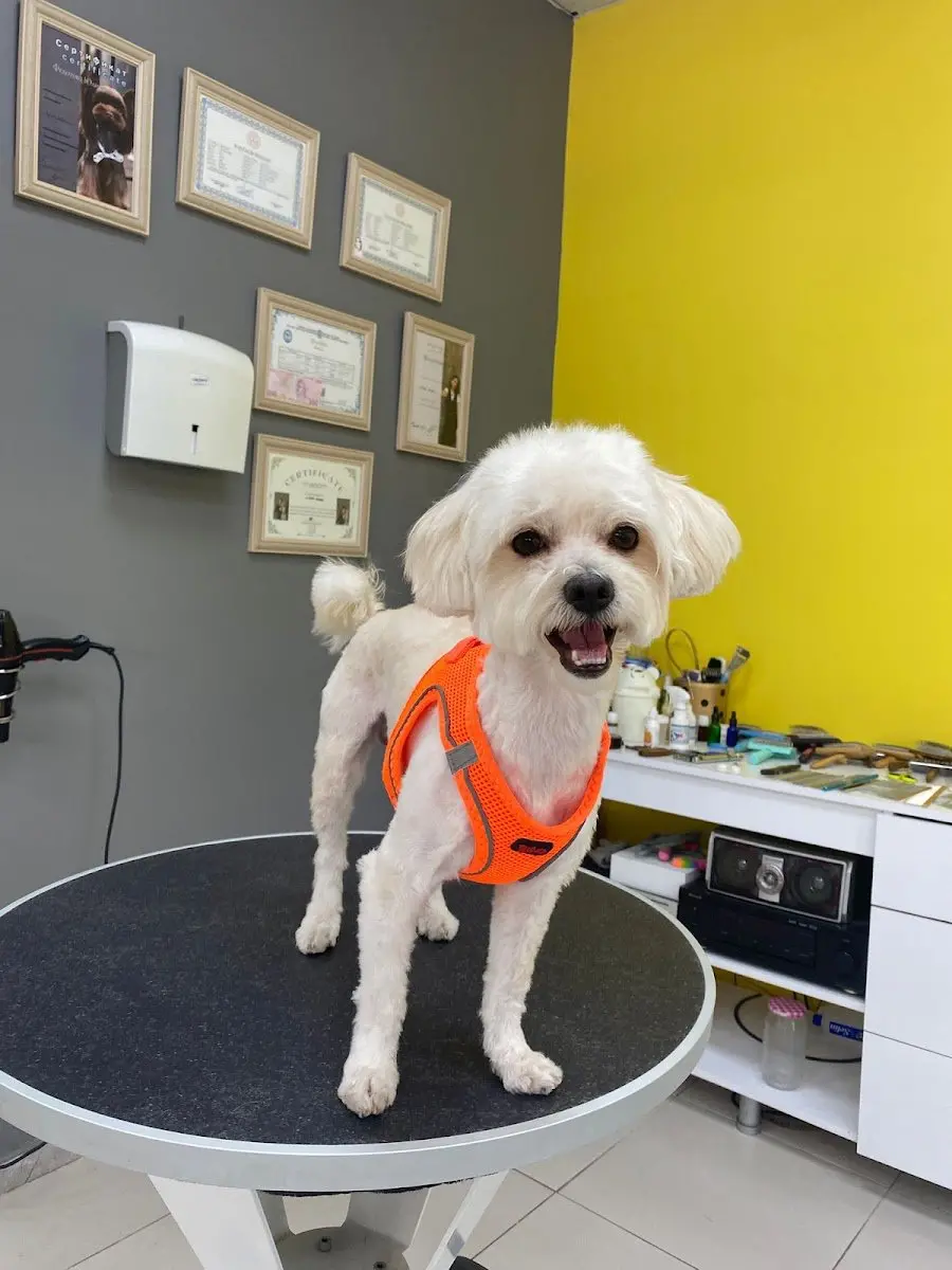 MARS PET KUAFÖR işletme fotoğrafı