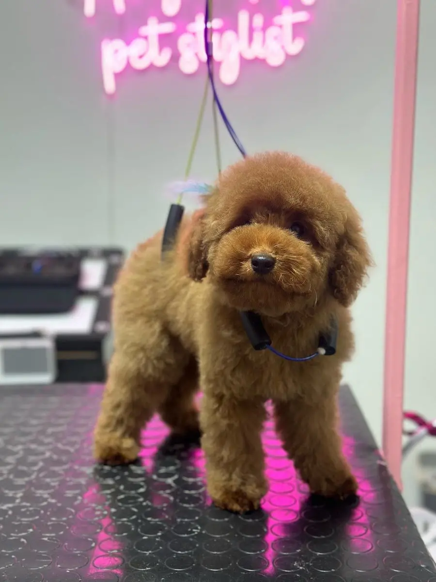 AngelAy Pet Kuaför işletme fotoğrafı