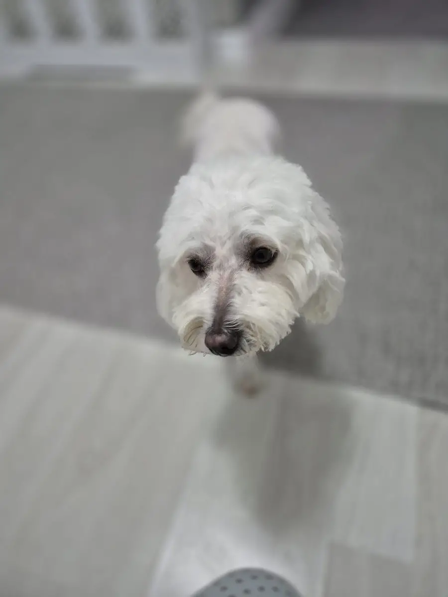 Petdream Pet Kuaför ve Pet Otel işletme fotoğrafı