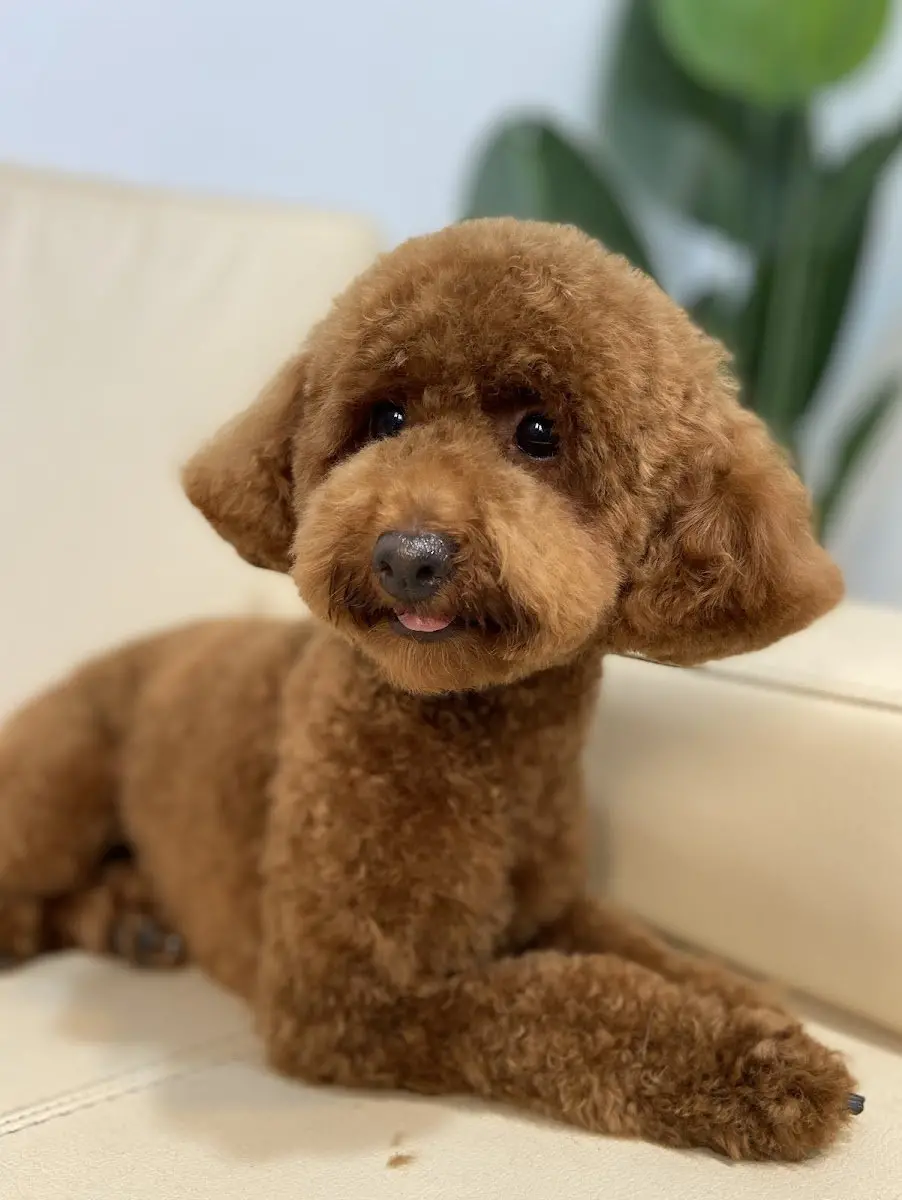 Pofu Pet Kuaför işletme fotoğrafı