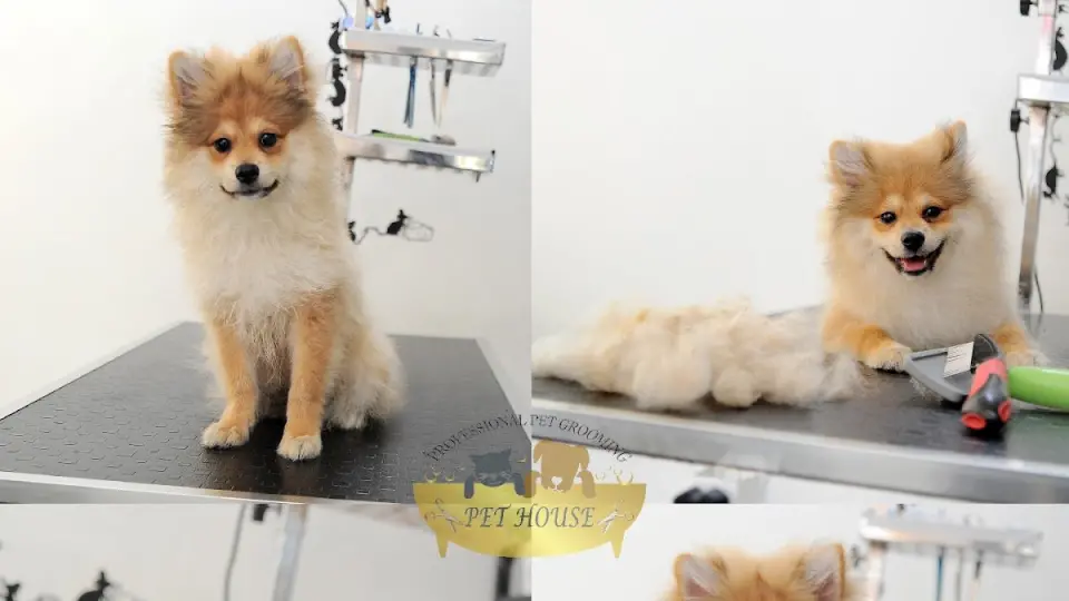 Pet House Pet Kuaför işletme fotoğrafı
