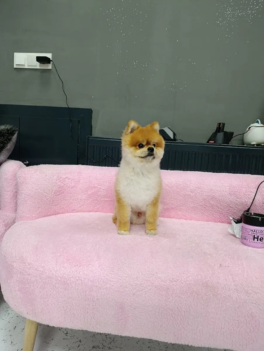 Pati krallığı pet kuaför pet otel işletme fotoğrafı