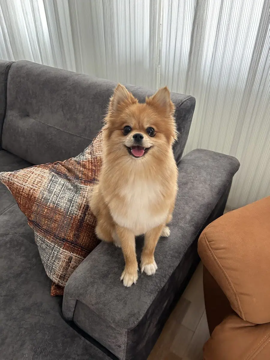 Minik Pet Otel / Kuaför işletme fotoğrafı